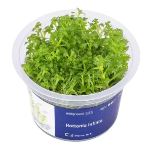 Neue Ware Hottonia inflata