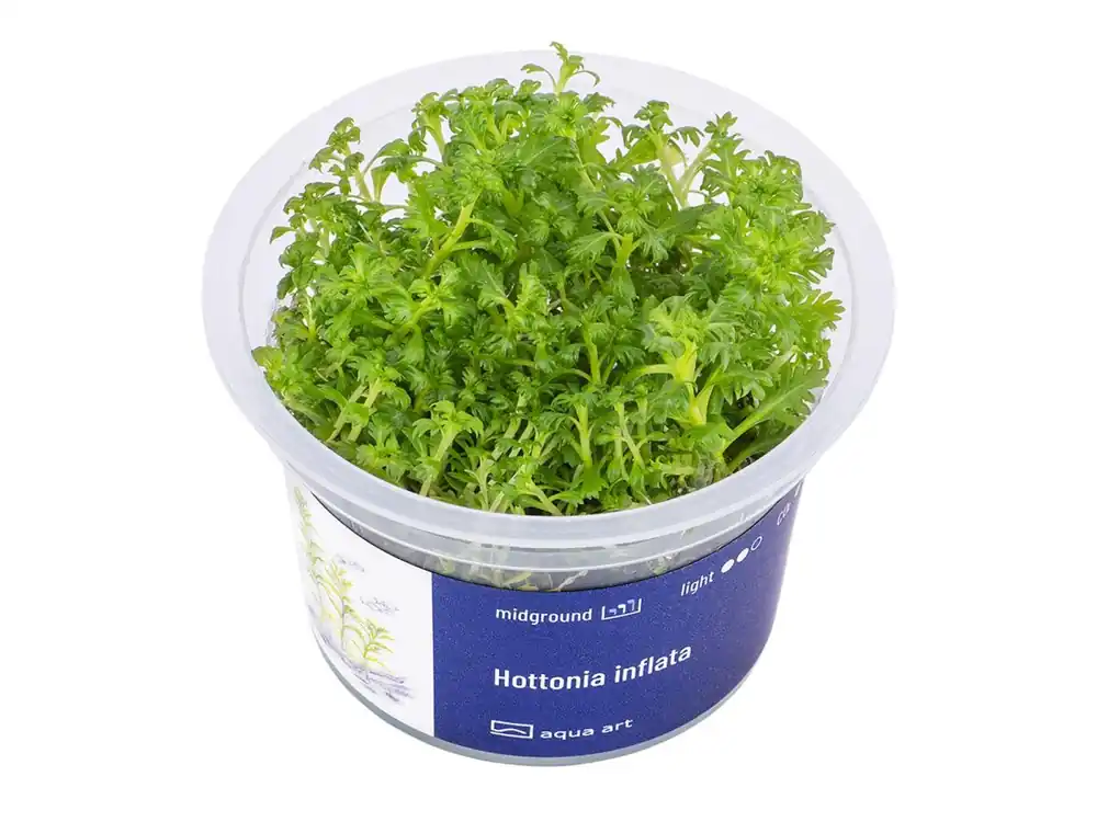 Neue Ware Hottonia inflata