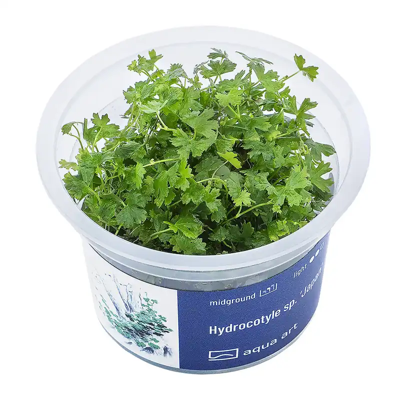 Hydrocotyle sp. ’Japan’ Sale
