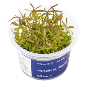 Neue Ware Hygrophila sp. 'Araguaia'