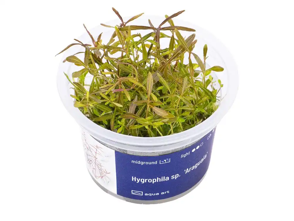 Billig Hygrophila sp. 'Araguaia