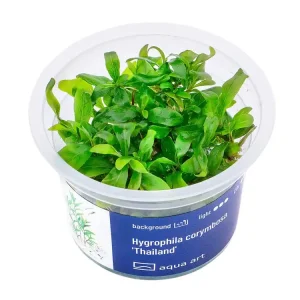 Neu Im Sortiment Hygrophila corymbosa 'Thaïlande