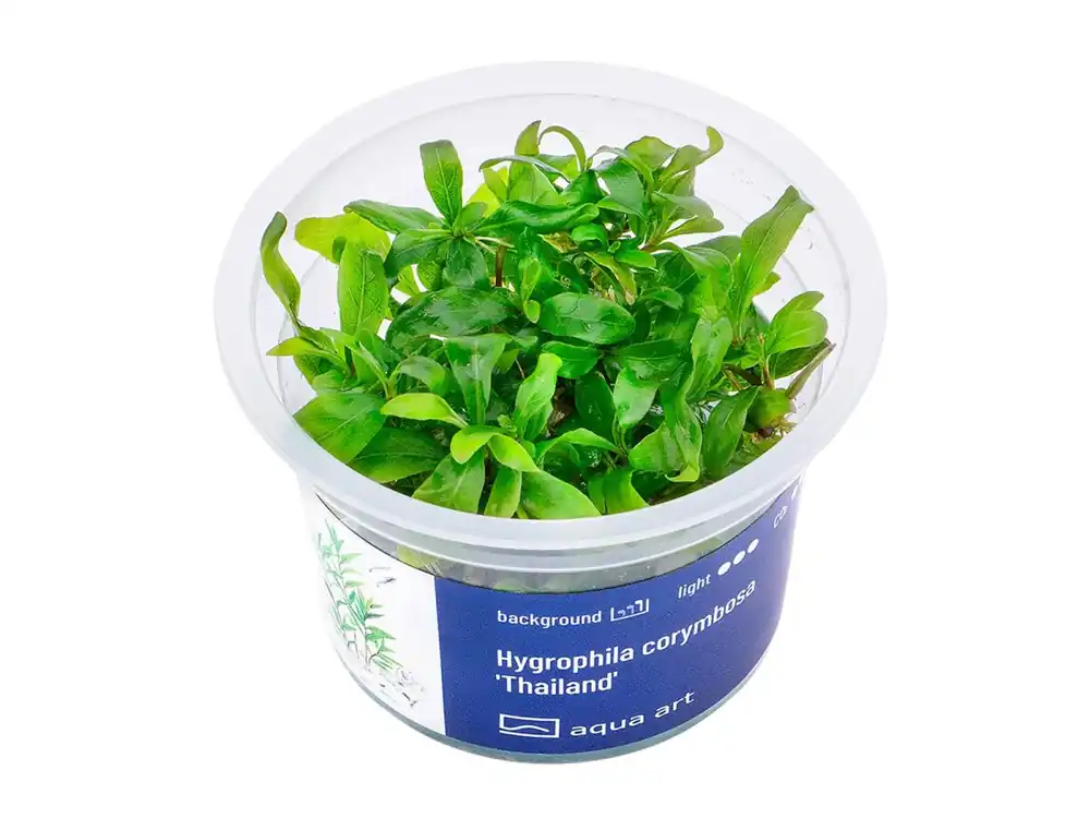 Neu Im Sortiment Hygrophila corymbosa 'Thaïlande