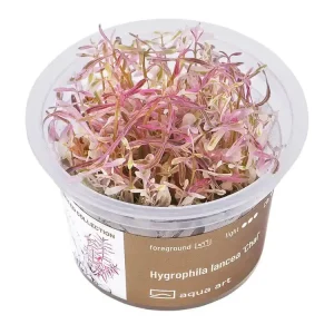 Must-Have Hygrophila lancea 'Chai