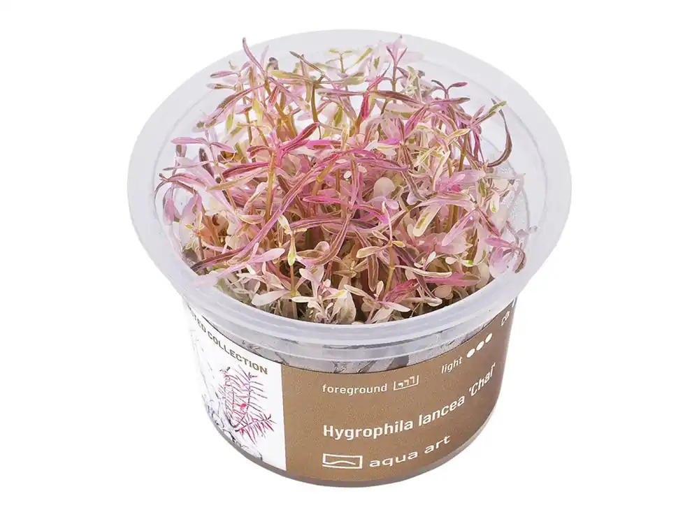 Must-Have Hygrophila lancea 'Chai