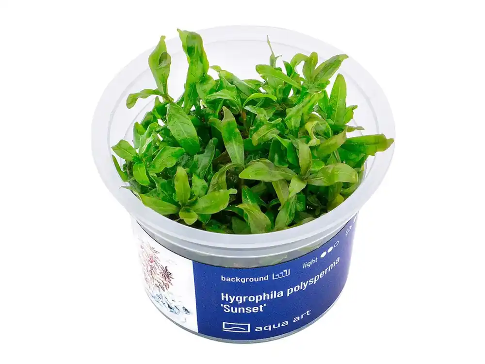 Hygrophila polysperma 'Puesta de sol' Echt