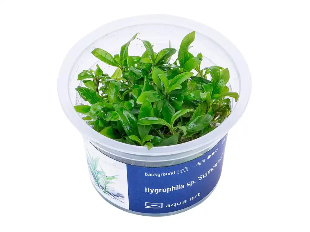 Finale Aktion Hygrophila sp. 'Siamensis' (Siamensis)