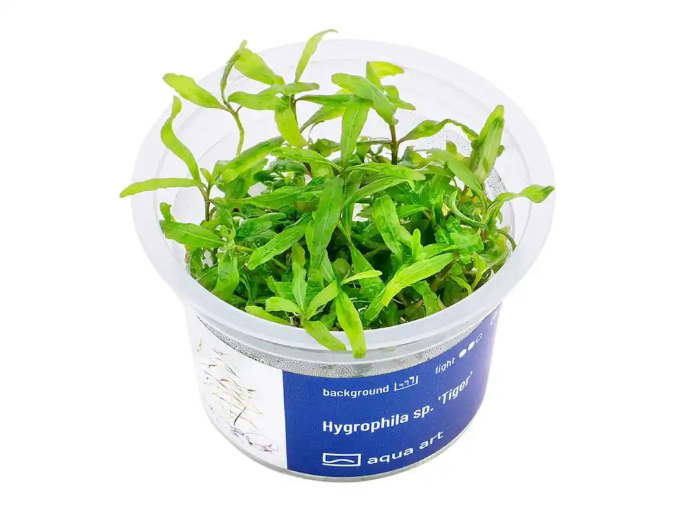 Hygrophila sp. 'Tiger' Garantierte Lieferung