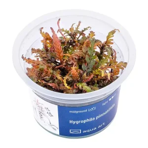 Hygrophila pinnatifida Beliebt
