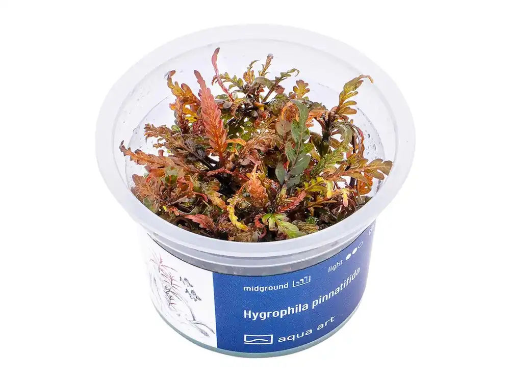 Hygrophila pinnatifida Beliebt