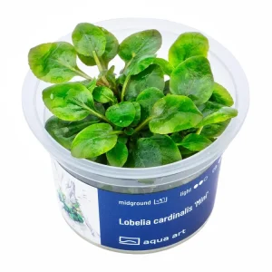 Meistverkauft Lobelia cardinalis 'Mini