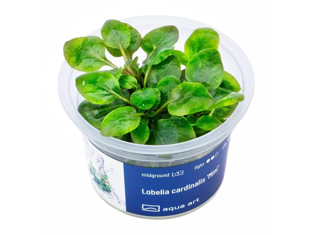 Meistverkauft Lobelia cardinalis 'Mini