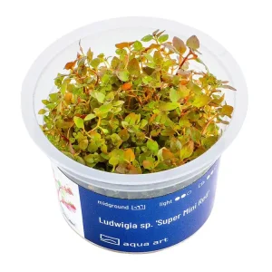 Ludwigia sp. 'Super Mini Red' Bestpreis