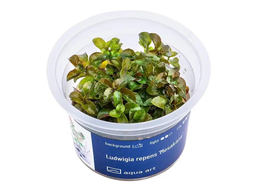 Ludwigia repens "Mesakana Meistverkauft