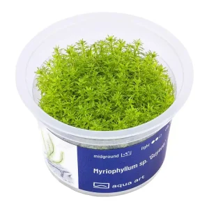 Preisknaller Myriophyllum sp. ’Guyana’