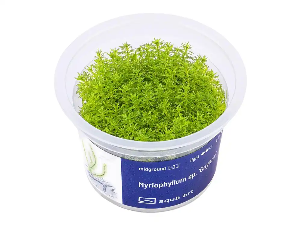 Preisknaller Myriophyllum sp. ’Guyana’