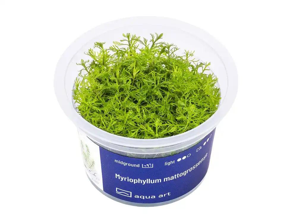 Sofort Bestellen Myriophyllum mattogrossense
