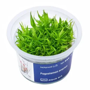 Pogostemon erectus Schneller Versand