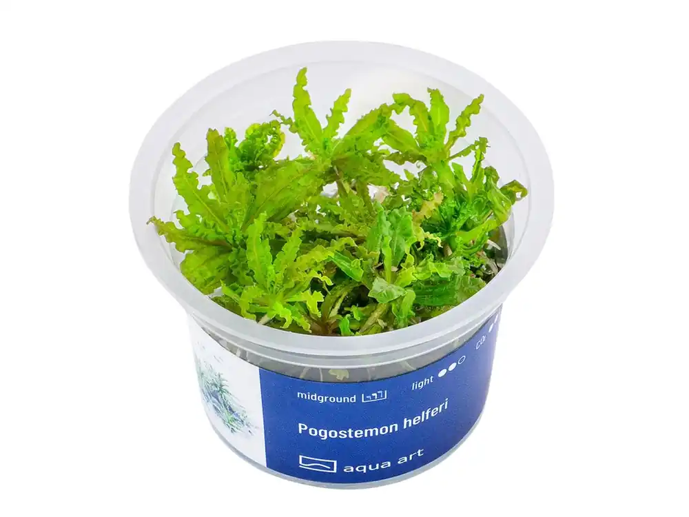 Highlight Pogostemon helferi
