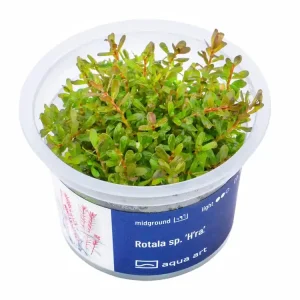 Zertifiziert Rotala sp. 'H'ra'