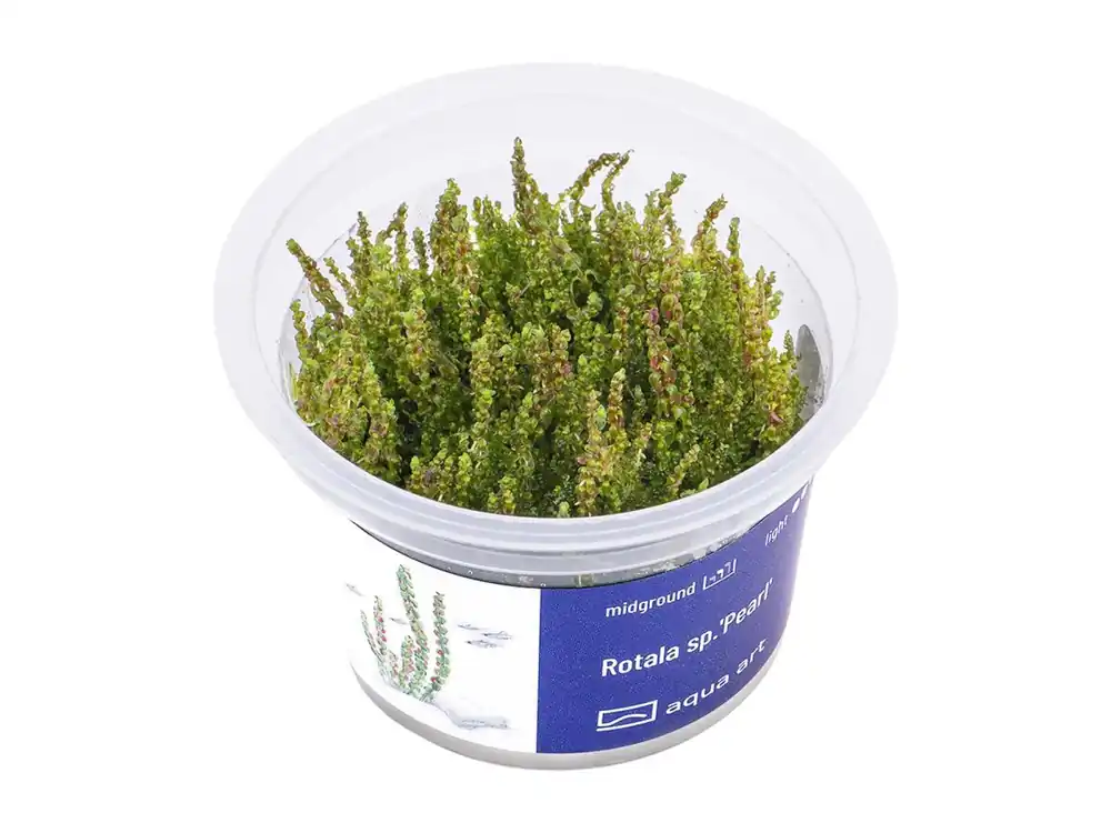 Jetzt Bestellen Rotala sp.'Pearl'