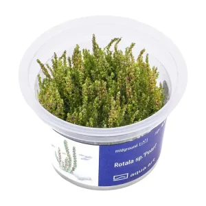 Nur Für Kurze Zeit Rotala sp. 'Pearl'
