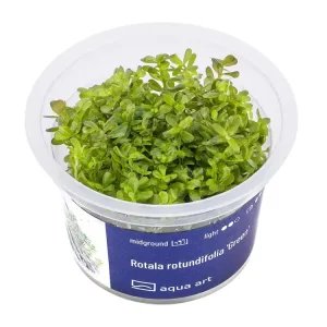 Rotala rotundifolia 'Green' Top-Preis