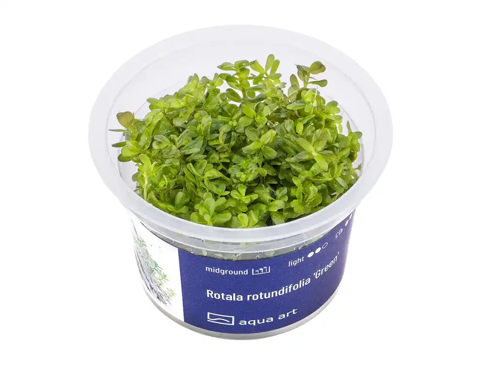 Rotala rotundifolia 'Verde' Ausverkauf