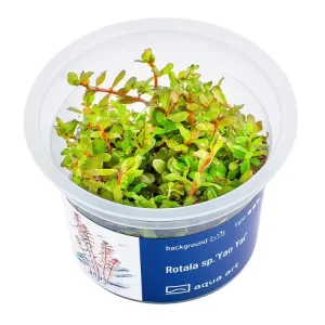 Rotala sp.'Yao Yai Saisonangebot