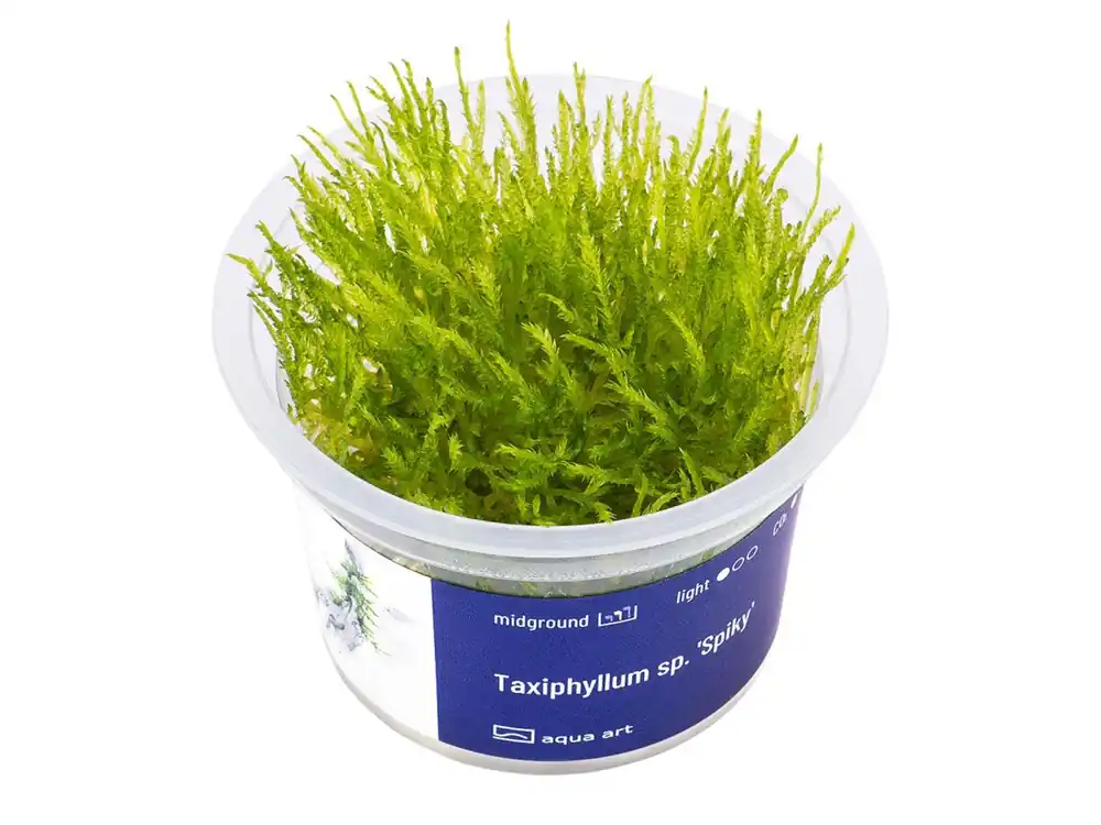 Taxiphyllum sp. 'Spiky' (puntiagudo) Knallerangebot