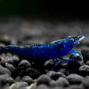 Crevette Blue Dream - Neocaridina davidi Neu Im Sortiment