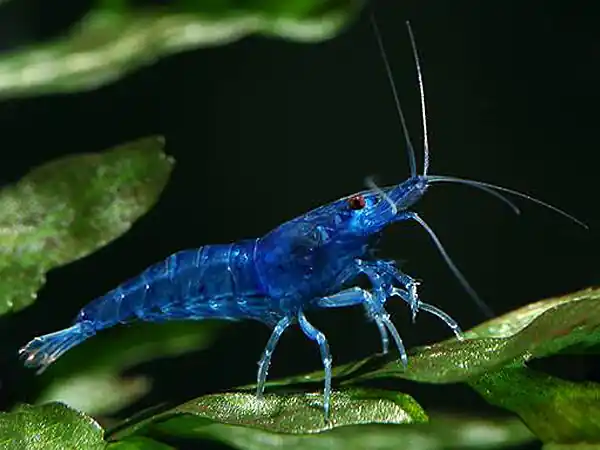 Blue Farry shrimp - Neocaridina davidi Markenware