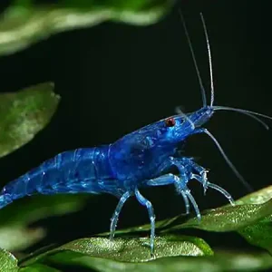 Crevette Blue Farry - Neocaridina davidi Neu Im Sortiment