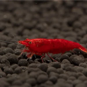 Gamberetto sanguinario - Neocaridina davidi Sichere Zahlung
