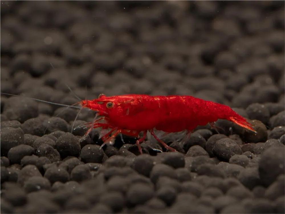 Gamberetto sanguinario - Neocaridina davidi Sichere Zahlung