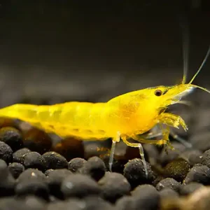 Ausverkauf Yellow Fire Shrimp - Neocaridina davidi