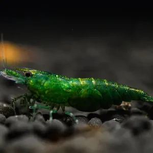 Sonderaktion Camarón de jade verde - Neocaridina davidi