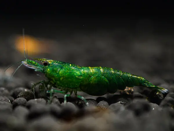 Sonderaktion Camarón de jade verde - Neocaridina davidi