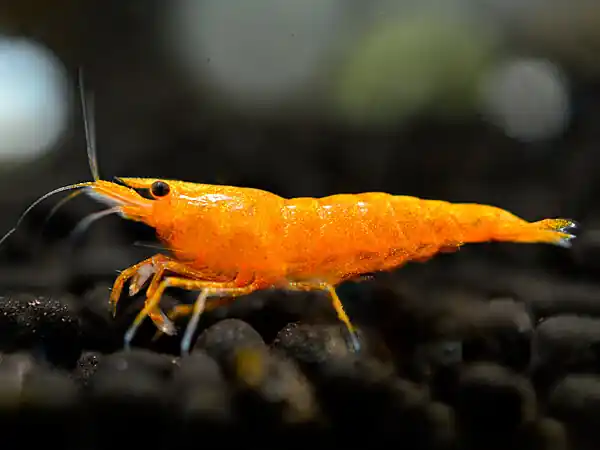Direktkauf Gamberetto Sakura arancione - Neocaridina davidi