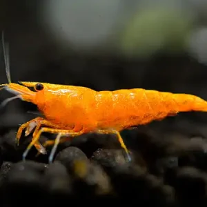 Camarón naranja de Sakura - Neocaridina davidi Preisknaller