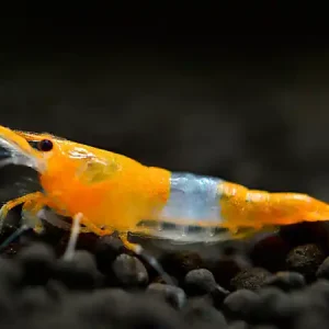 Orange Rili Garnele - Neocaridina davidi Jetzt Kaufen