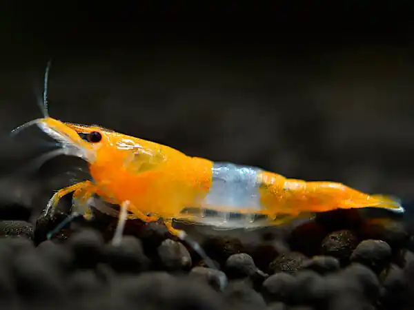Neuheit Crevette orange Rili - Neocaridina davidi