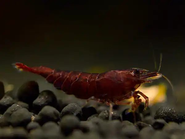 Chocolate Sakura Shrimp - Neocaridina davidi Meistverkauft