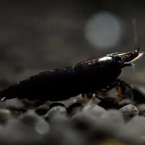 Preiswert Black Sakura Garnele - Neocaridina davidi