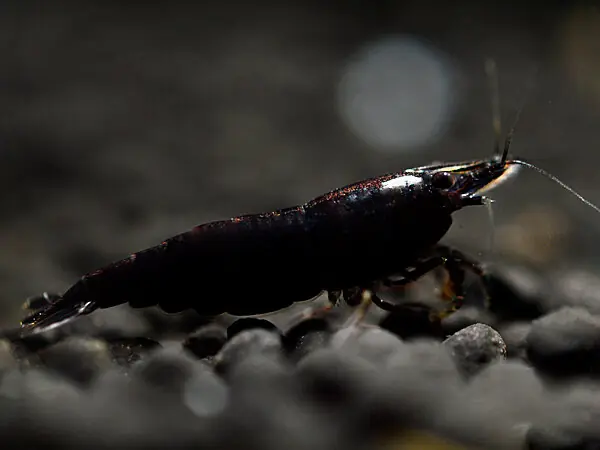 Camarón negro de Sakura - Neocaridina davidi Meistverkauft