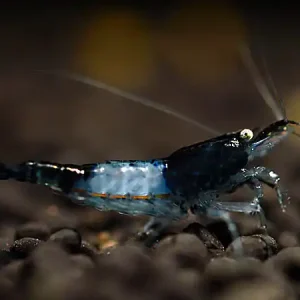 Top-Angebot Black Carbon Rili Garnele - Neocaridina davidi
