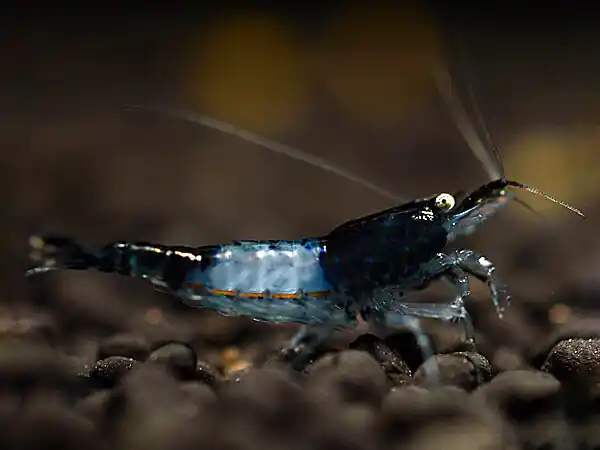 Black Carbon Rili Shrimp - Neocaridina davidi Preisreduziert
