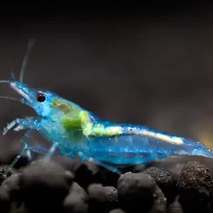 Knallerangebot Blue Jelly Garnele - Neocaridina davidi