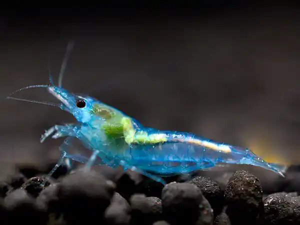 Knallerangebot Blue Jelly Garnele - Neocaridina davidi