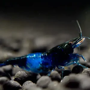 Blue Diamont Rili crevette - Neocaridina davidi Zertifiziert